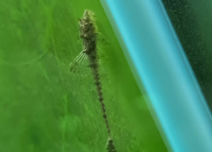 Extra Large Common Whiptails - Nano Tanks Australia Aquarium Shop