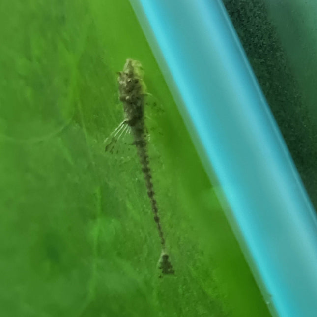 Extra Large Common Whiptails - Nano Tanks Australia Aquarium Shop