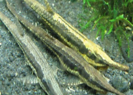Farlowella (Twig Catfish) 7-10cm - Nano Tanks Australia Aquarium Shop
