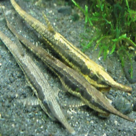 Farlowella (Twig Catfish) 7-10cm - Nano Tanks Australia Aquarium Shop