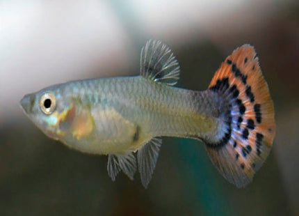 FEMALE COBRA LEOPARDTAIL GUPPY - Nano Tanks Australia Aquarium Shop