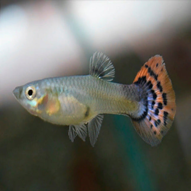 FEMALE COBRA LEOPARDTAIL GUPPY - Nano Tanks Australia Aquarium Shop