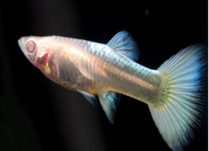 FEMALE PLATINUM GUPPY - Nano Tanks Australia Aquarium Shop