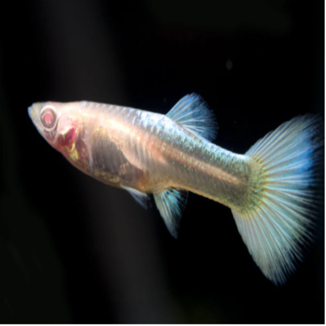 FEMALE PLATINUM GUPPY - Nano Tanks Australia Aquarium Shop