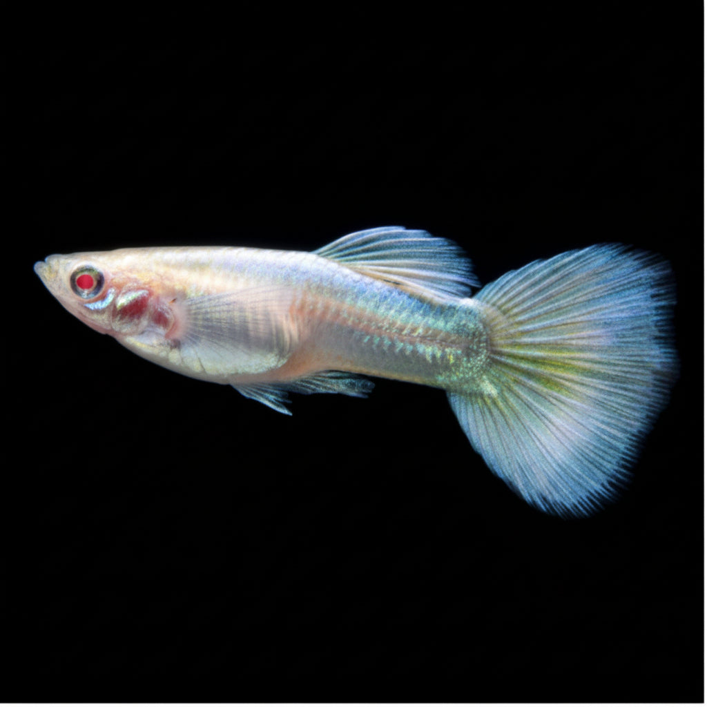 FEMALE PLATINUM GUPPY Nano Tanks Australia Aquarium Shop FEMALE PLATINUM GUPPY Nano Tanks Australia Aquarium Shop