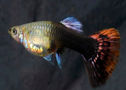 FEMALE SHAKTHI-BATIK GUPPY - Nano Tanks Australia Aquarium Shop