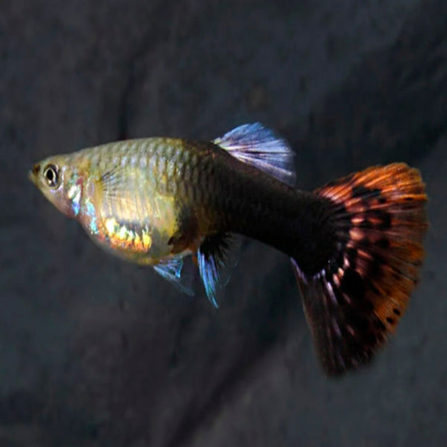 FEMALE SHAKTHI-BATIK GUPPY - Nano Tanks Australia Aquarium Shop