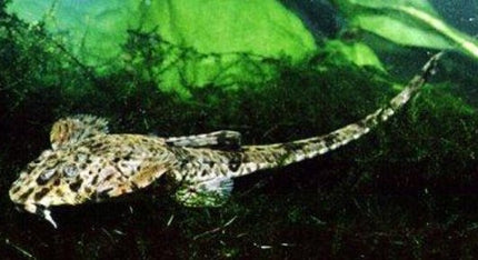 Filamentosa Whiptails 5cm - Nano Tanks Australia Aquarium Shop