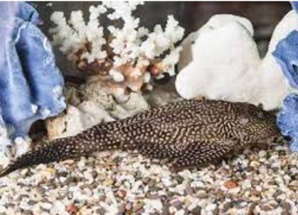 Fine Line Gold Spot Pleco 5-6cm - Nano Tanks Australia Aquarium Shop