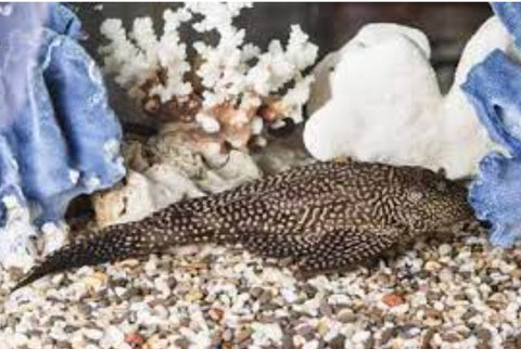 Fine Line Gold Spot Pleco 5-6cm - Nano Tanks Australia Aquarium Shop