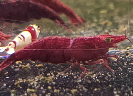 Fire Red Shrimp - Nano Tanks Australia Aquarium Shop