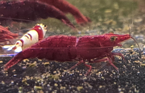 Fire Red Shrimp - Nano Tanks Australia Aquarium Shop