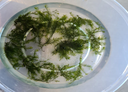 Fissiden Moss 5x5cm portion - Nano Tanks Australia Aquarium Shop