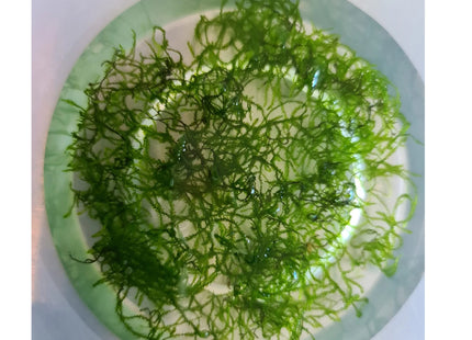 Flame Moss 5x5cm - Nano Tanks Australia Aquarium Shop