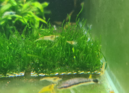 Flame moss plate - Nano Tanks Australia Aquarium Shop