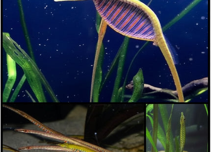 Freshwater Pipe fish - Nano Tanks Australia Aquarium Shop