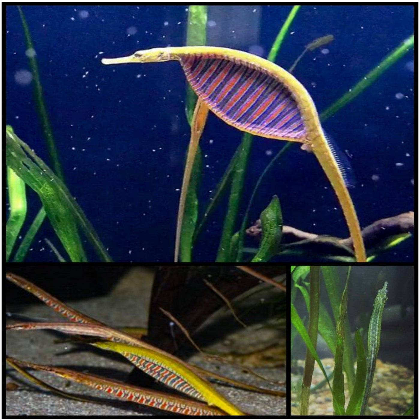 Freshwater pipefish clearance care