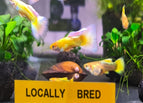 Pair 1 Male 1 Female