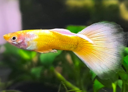 Full Gold Guppy - Nano Tanks Australia Aquarium Shop
