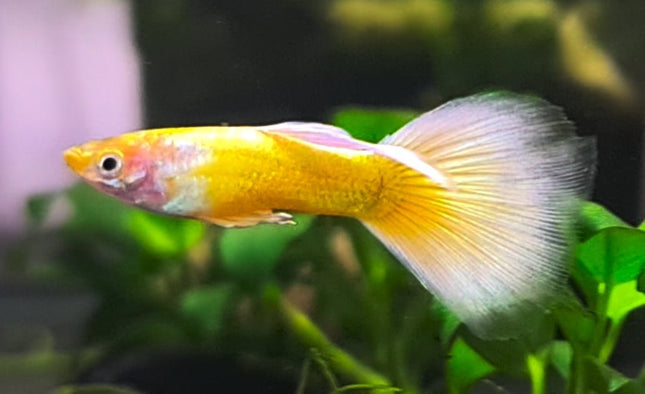 Full Gold Guppy - Nano Tanks Australia Aquarium Shop