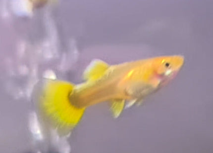 Full Gold Guppy - Nano Tanks Australia Aquarium Shop