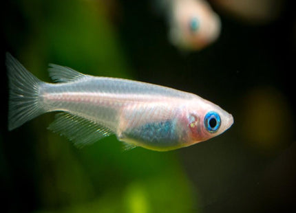 Full White/ Platinum Medaka Rice Fish - Nano Tanks Australia Aquarium Shop