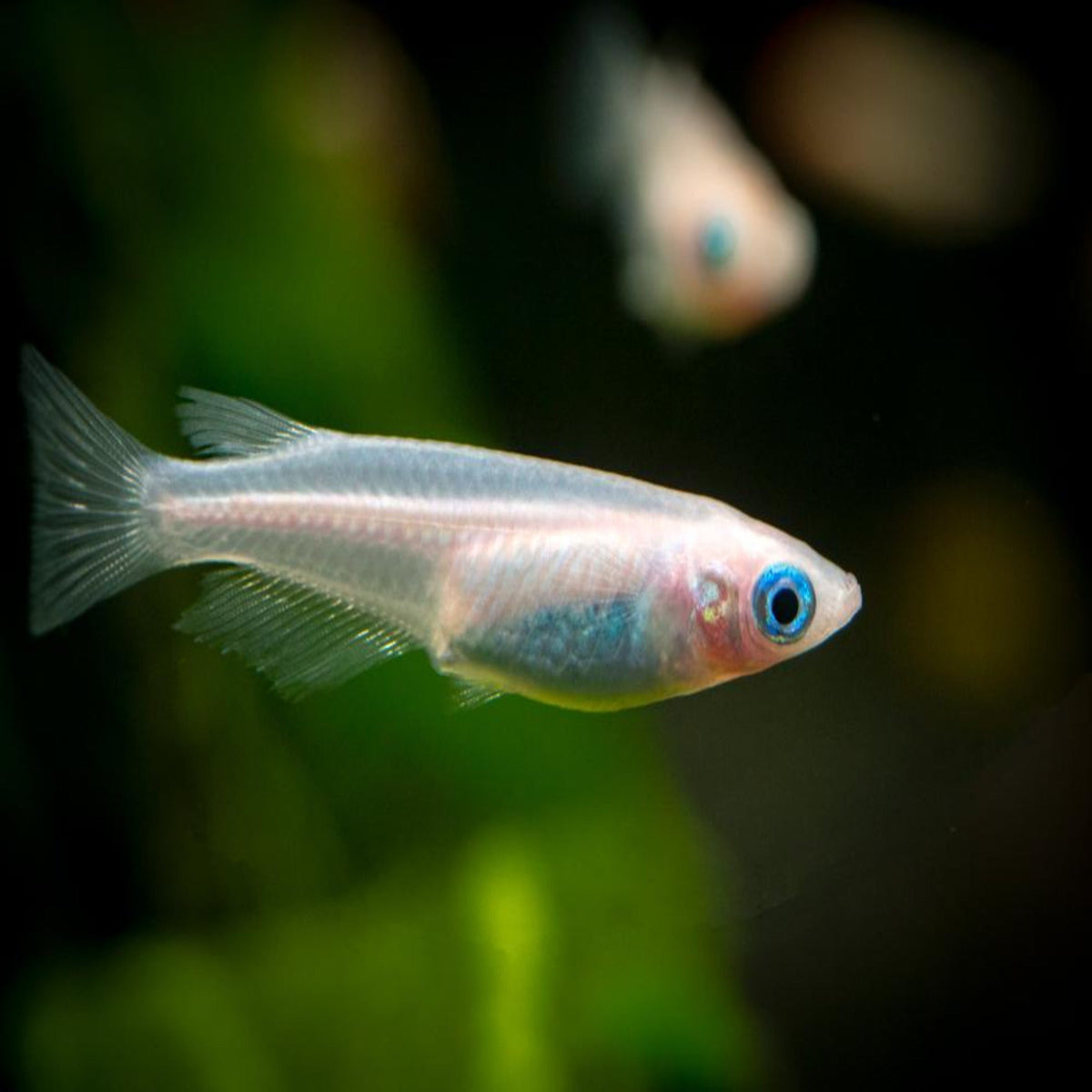 Full White/ Platinum Medaka Rice Fish - Nano Tanks Australia Aquarium Shop