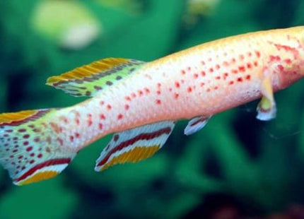 Fundulopanchax Gardneri Albino 1 Pair 1M1F - Nano Tanks Australia Aquarium Shop