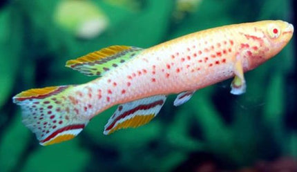Fundulopanchax Gardneri Albino 1 Pair 1M1F - Nano Tanks Australia Aquarium Shop