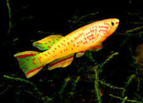 Fundulopanchax Gardneri Gold - Nano Tanks Australia Aquarium Shop