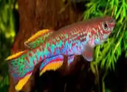 Fundulopanchax Gardneri Killifish - Nano Tanks Australia Aquarium Shop