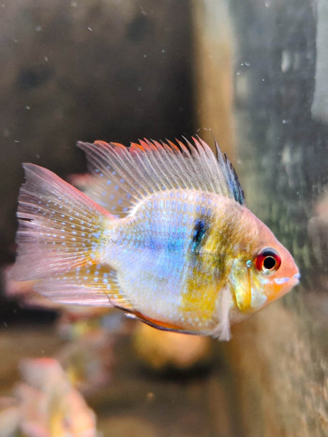 German Blue Ram (Balloon) - Nano Tanks Australia Aquarium Shop