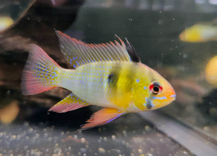 German Blue Rams (Asian Import) - Nano Tanks Australia Aquarium Shop