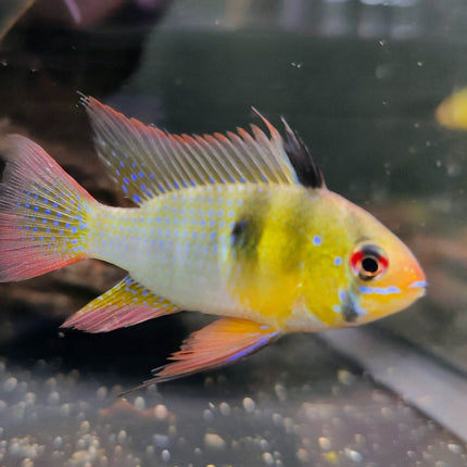 German Blue Rams (Asian Import) - Nano Tanks Australia Aquarium Shop
