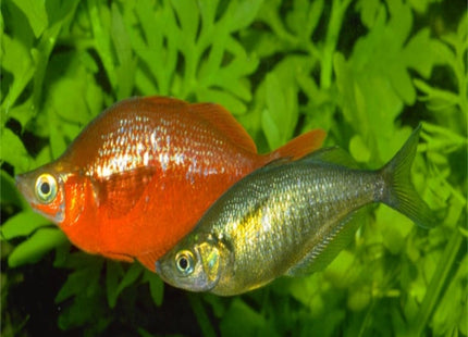 Glossolepis incisus Salmon Red Rainbowfish - Nano Tanks Australia Aquarium Shop