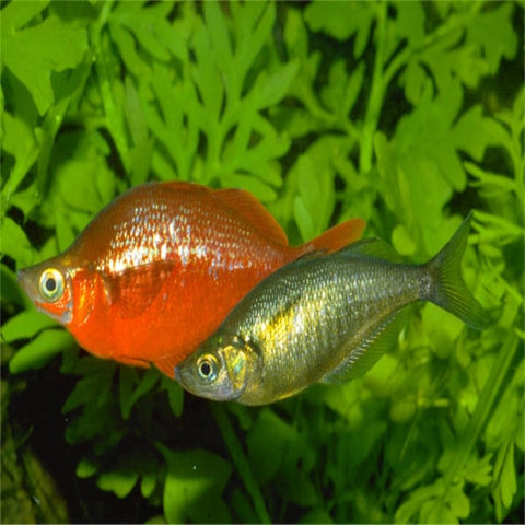 Glossolepis incisus Salmon Red Rainbowfish - Nano Tanks Australia Aquarium Shop