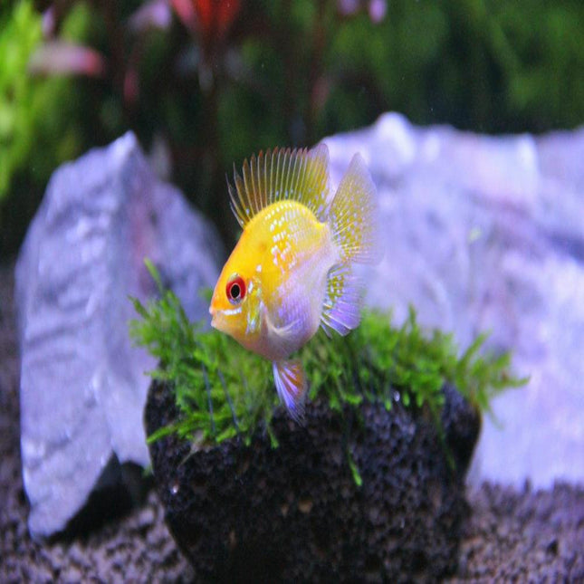 Gold Balloon Rams - Nano Tanks Australia Aquarium Shop