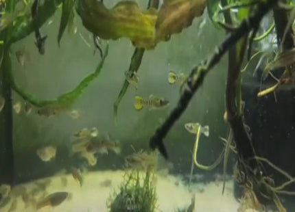 Gold / Green Tiger Endler Pair - Nano Tanks Australia Aquarium Shop
