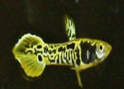 Gold / Green Tiger Endler Pair - Nano Tanks Australia Aquarium Shop