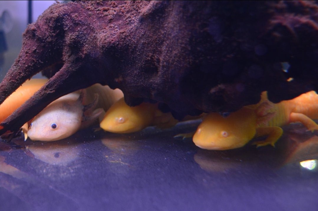Gold, Leucistic and Albino Axolotl 15cm - Nano Tanks Australia Aquarium Shop