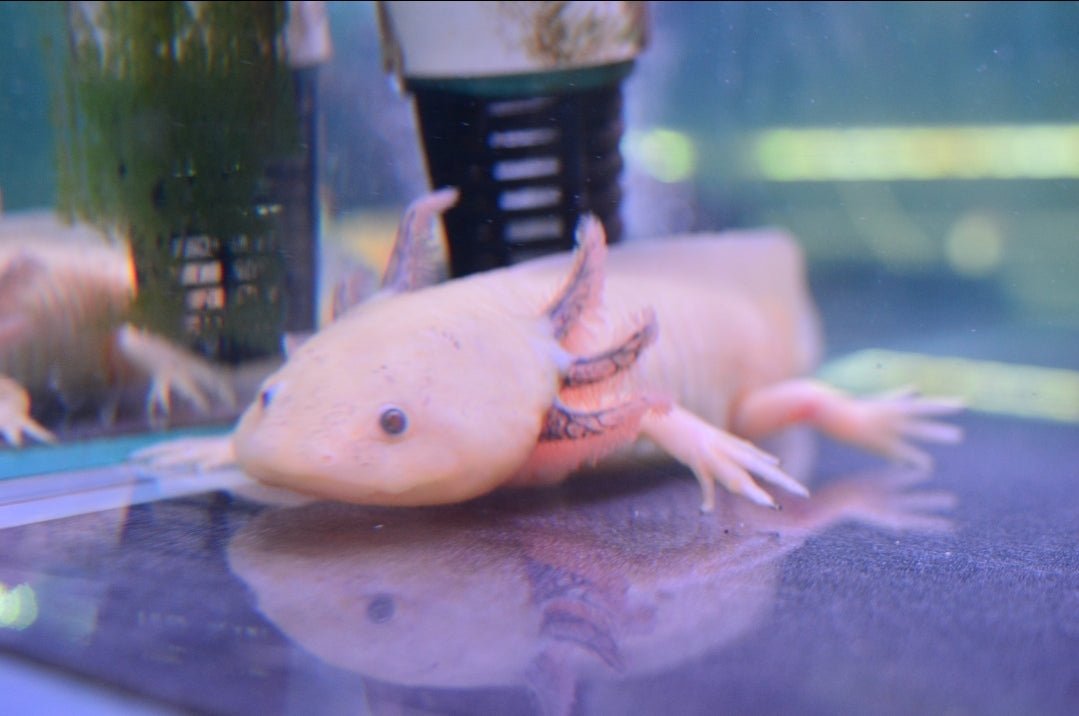 Gold, Leucistic and Albino Axolotl 15cm - Nano Tanks Australia Aquarium Shop