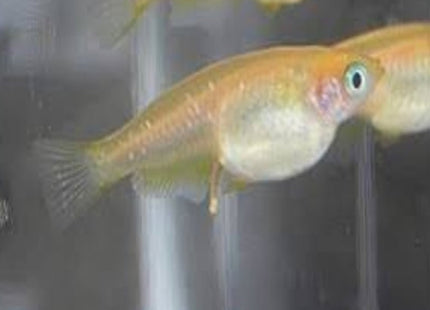 Gold Medaka - Nano Tanks Australia Aquarium Shop