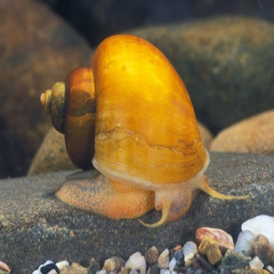 Gold Mystery Snails Small - Nano Tanks Australia Aquarium Shop