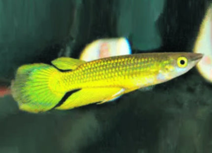 Gold Panchax Aplocheilus lineatus - Nano Tanks Australia Aquarium Shop