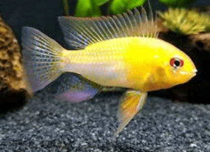 Gold Ram 3-5cm - Nano Tanks Australia Aquarium Shop