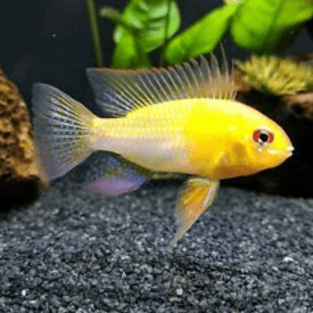 Gold Ram 3-5cm - Nano Tanks Australia Aquarium Shop