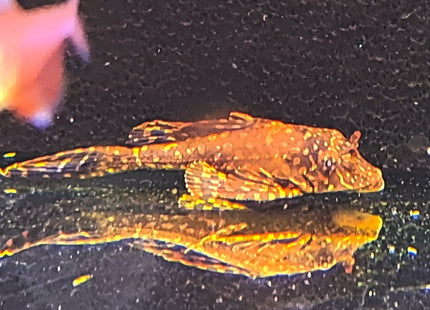 GOLD SPOT PLECO (SIZE: 5 to 6 CM) - Nano Tanks Australia Aquarium Shop