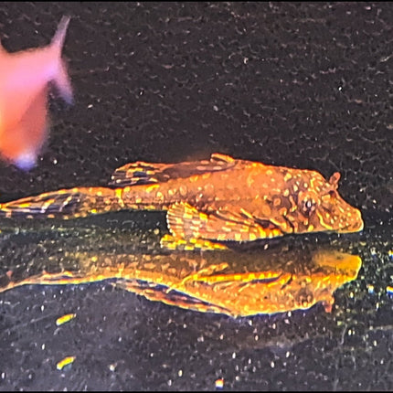 GOLD SPOT PLECO (SIZE: 5 to 6 CM) - Nano Tanks Australia Aquarium Shop