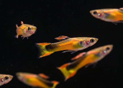 Gold Star Endler Males - Nano Tanks Australia Aquarium Shop