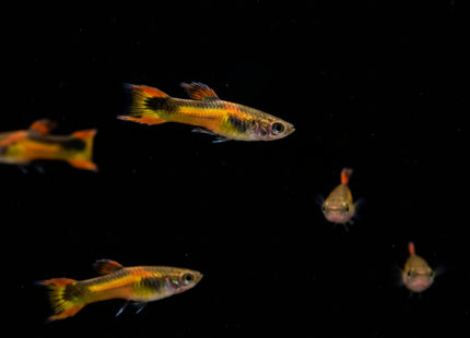 Gold Star Endler Males - Nano Tanks Australia Aquarium Shop